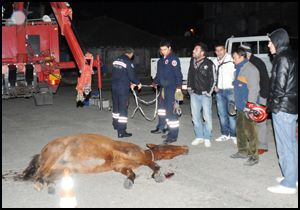 Gebe at vicdansız sürücü kurbanı oldu